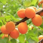 Apricot